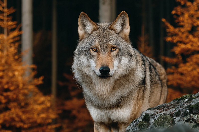 Случаев захода волков в населенные пункты Курганской области не зарегистрировано