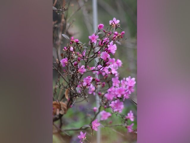    Фото: телеграм-канал "Аптекарский огород МГУ"