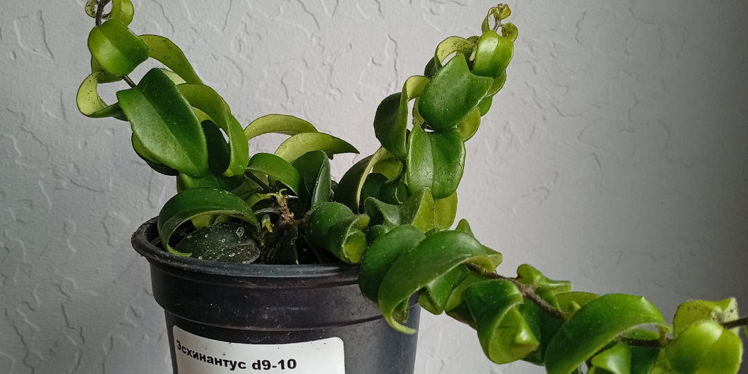 Давно меня не было — возвращаюсь к вам с цветочными покупками!