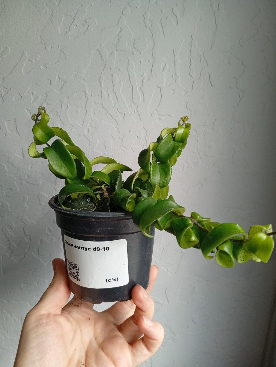 Продавался как эсхинантус спиралевидный