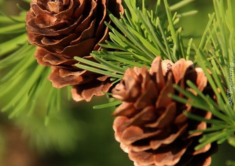 Ценный ресурс под ногами: что делать с сосновыми шишками весной