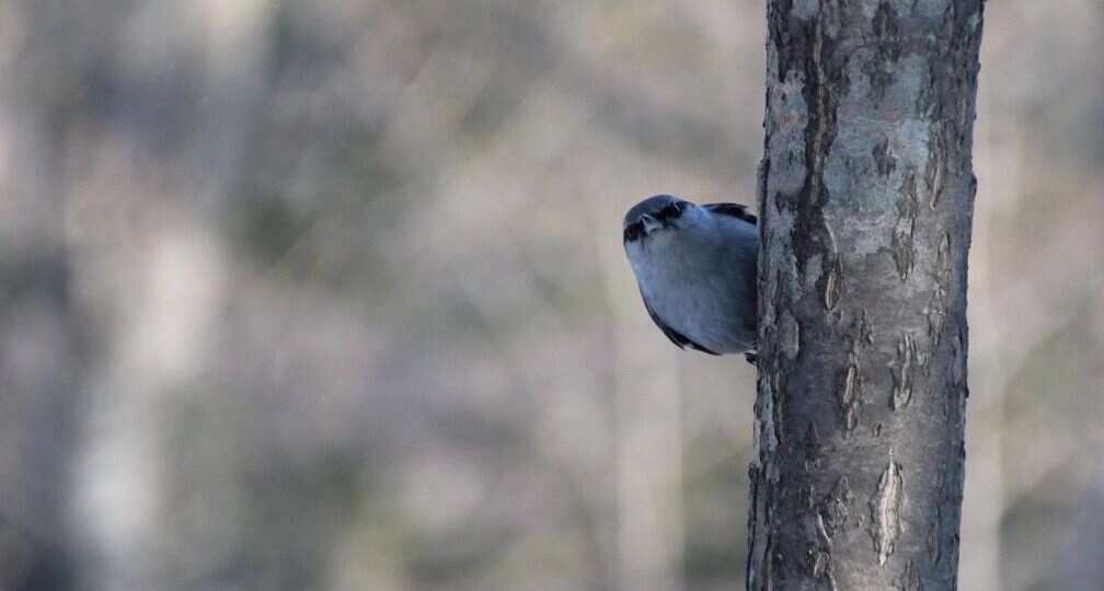 Сколько заработал главный лесной начальник Прикамья?
