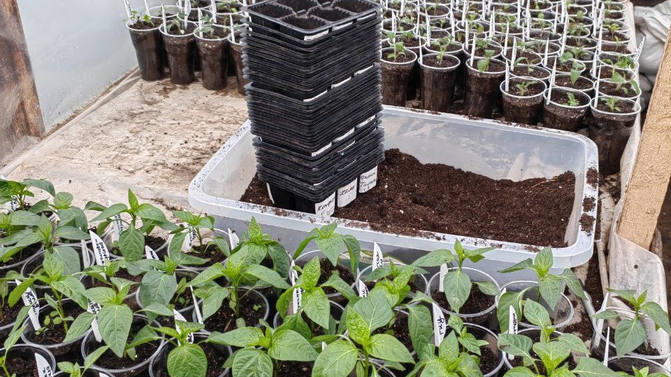 Что я сею в апреле. Дачный сезон 2026