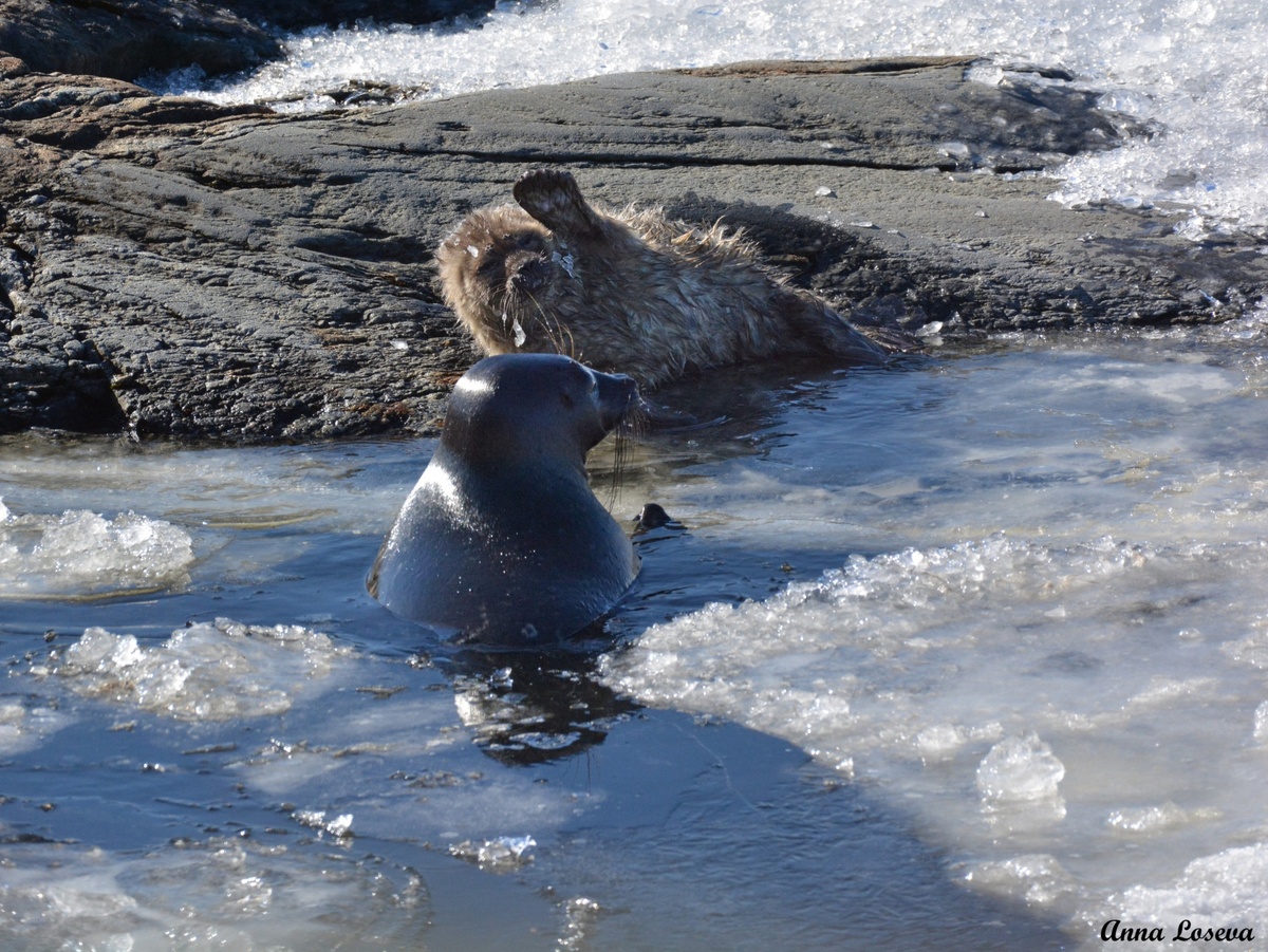 Автор фото Анна Лосева
