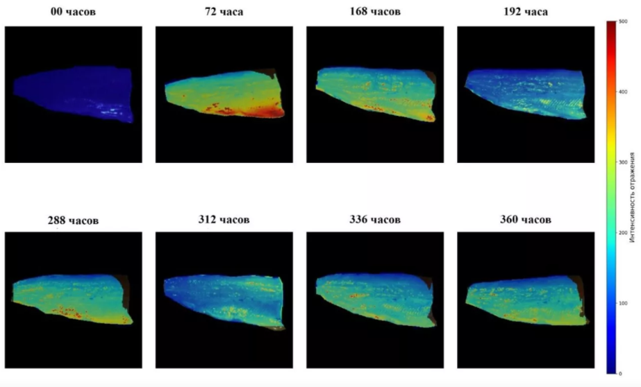 Фото: Дарья Вилкова/ЧГУ