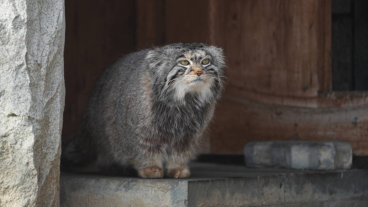    Фото: пресс-служба Московского зоопарка