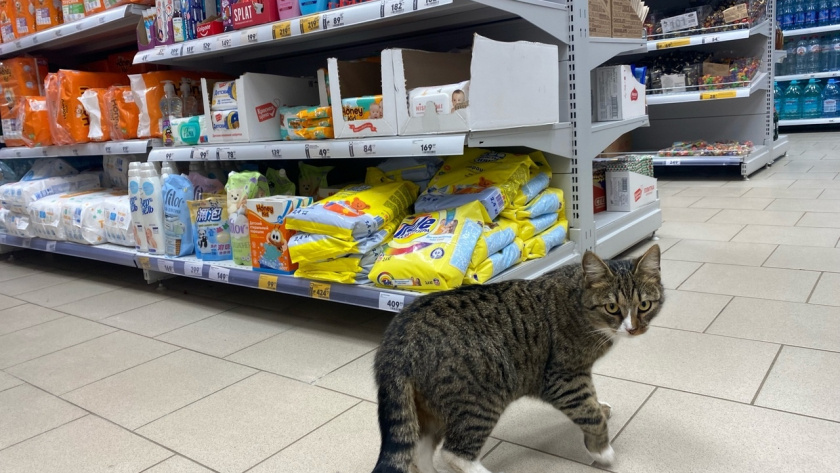    Фото progorod43.ru