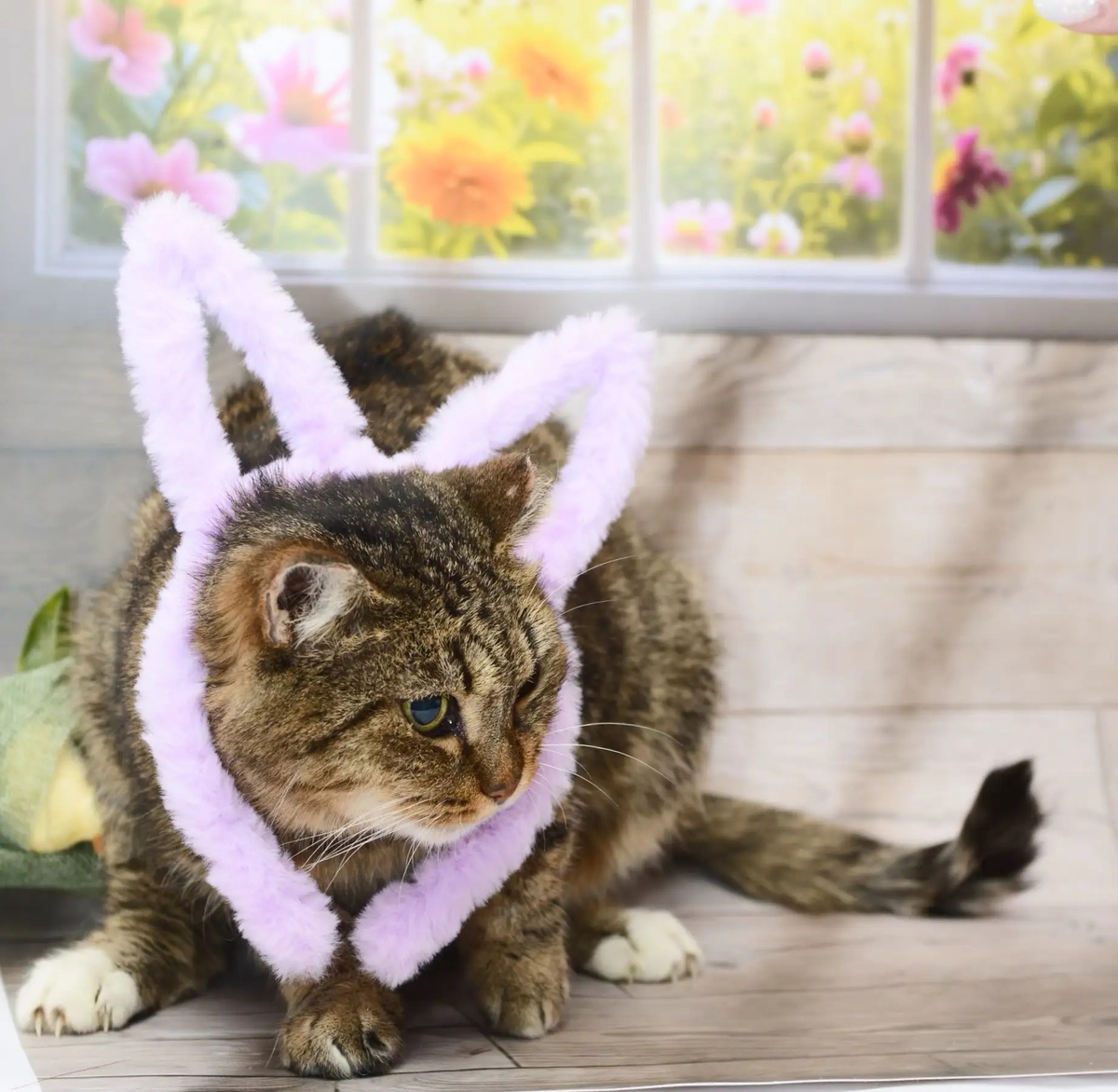 Наши подопечные  на передежке. Фотограф Ирина волонтер