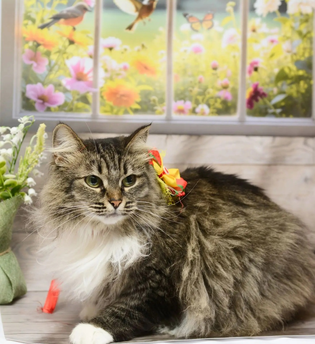 Наши подопечные  на передежке. Фотограф Ирина волонтер