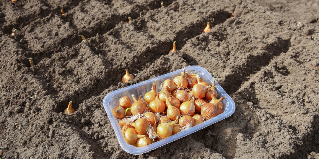 Когда сажать лук-севок в открытый грунт в апреле: региональный гид по срокам и агротехнике 2026