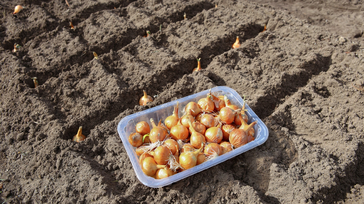 посадка лука севка