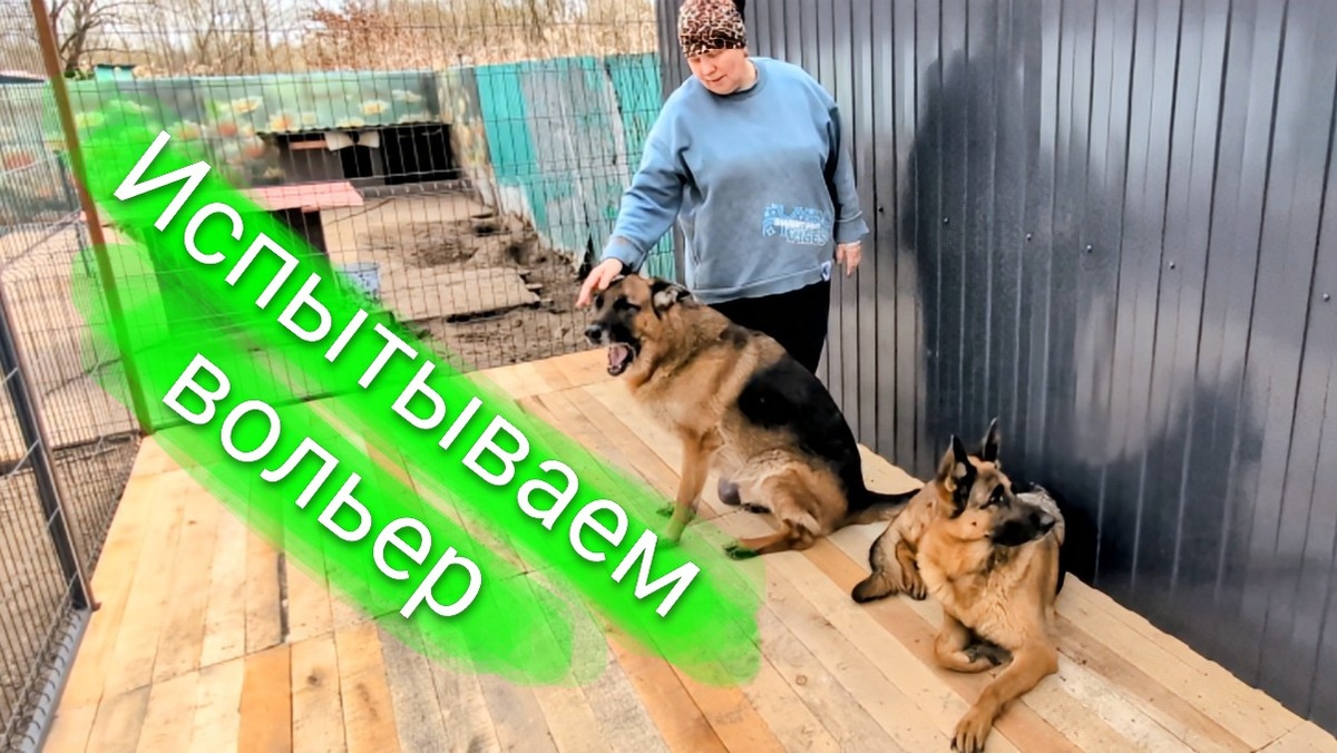 Довольные овчарки и мама Алла 