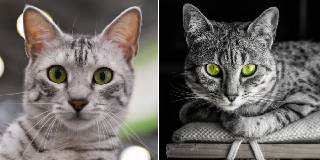 Даже не слышала про такую породу: 7 фактов про египетскую мау