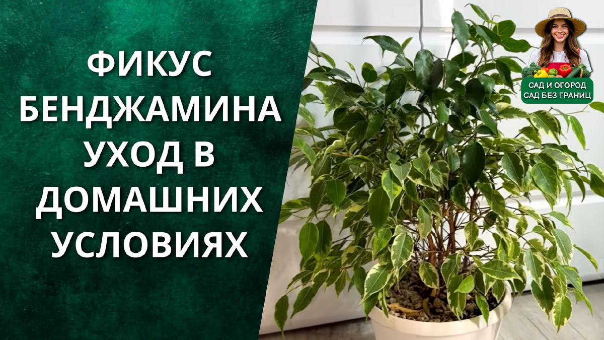 ФИКУС БЕНДЖАМИНА УХОД В ДОМАШНИХ УСЛОВИЯХ.