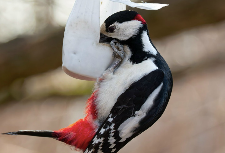 фото: Птицы СПб и России/Антон Кубышкин