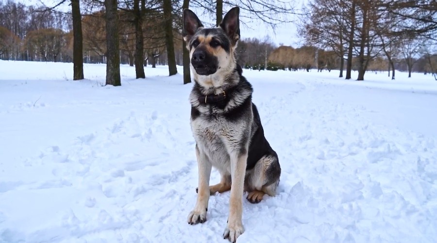 ВЕО хорошо адаптированы к экстремальным климатическим условиям.