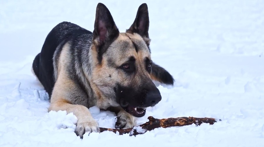 ВЕО является воплощением спокойствия и рассудительности.