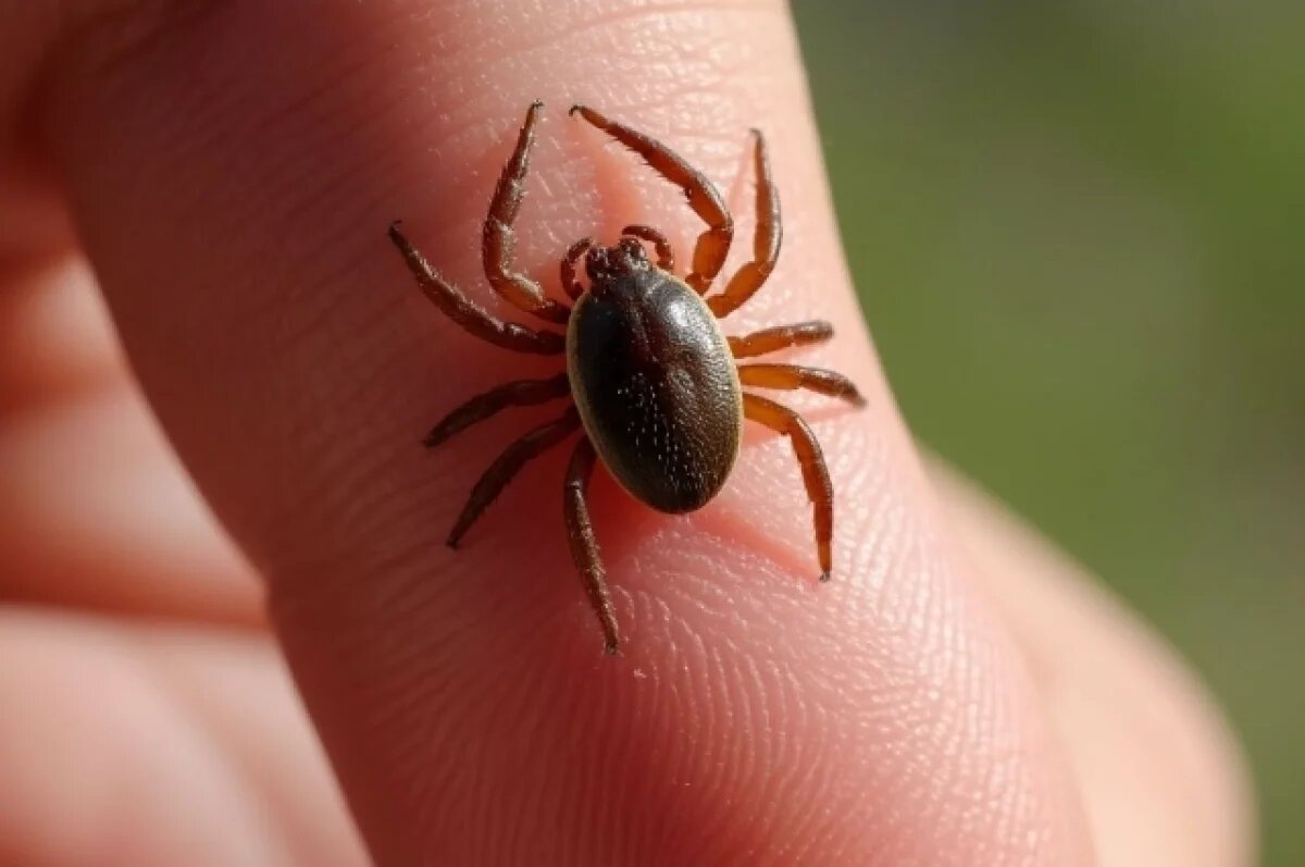    Вышли на охоту.