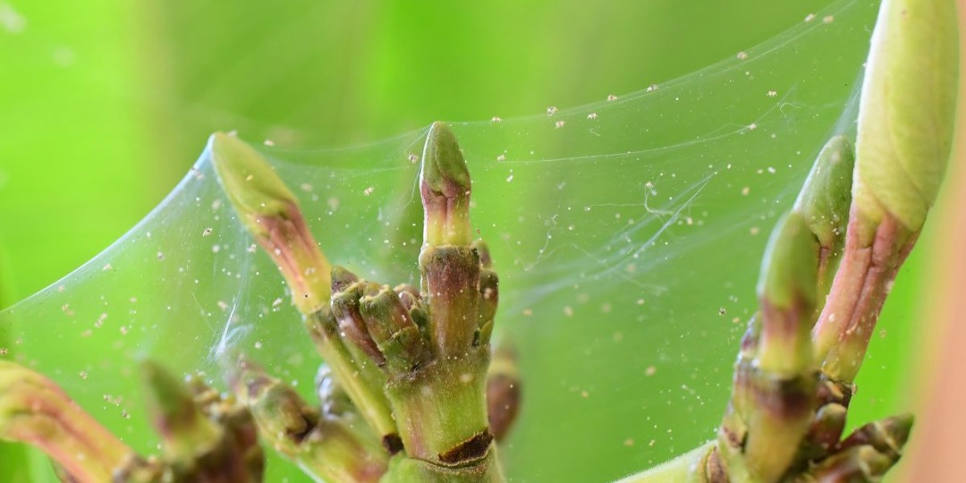 Как гарантированно победить паутинного клеща на комнатных растениях?