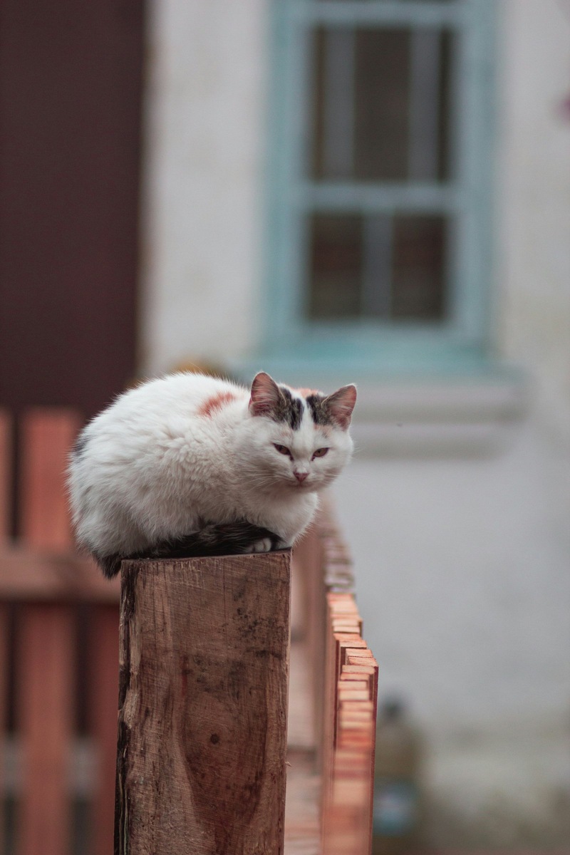    Лямблиоз часто диагностируют у кошек, которые имеют доступ на улицу