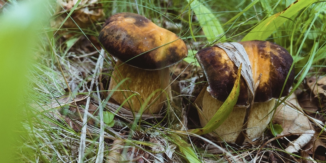 Миколог предупредил об опасности одного съедобного вида грибов
