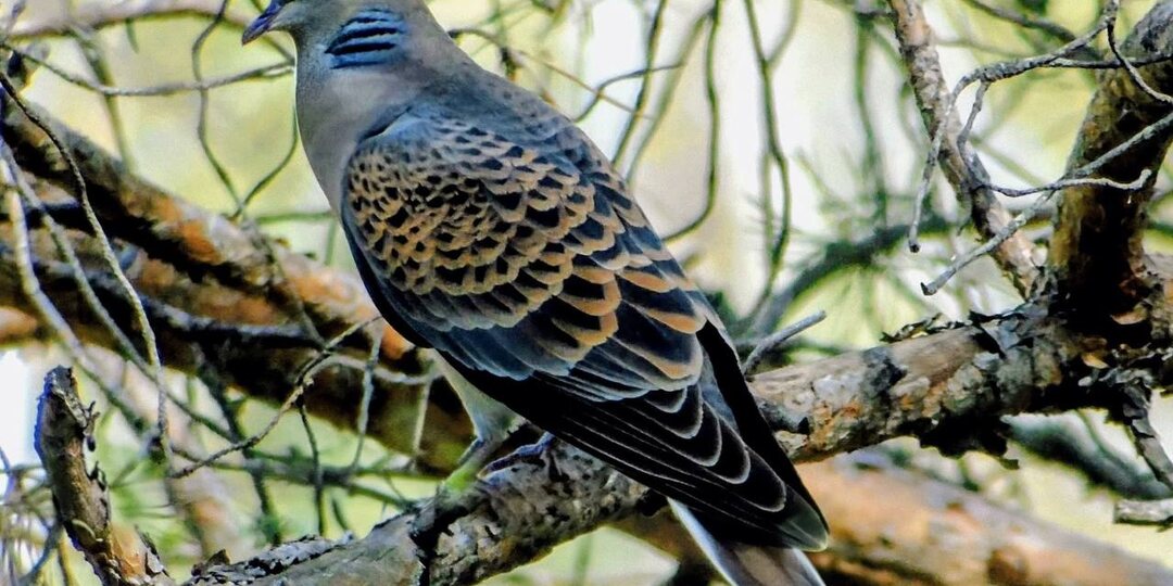 Птицу в чешуе заметили в Минусинском округе