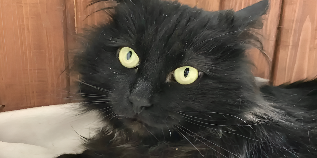 Кузя: любвеобильный брюнет с глазами домовенка в поисках уютного дома🙏