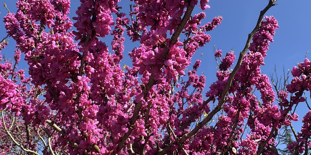 Парк «Южные культуры» Сочи