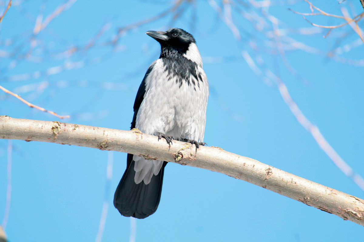    Фото: Kazakov Maksim / Shutterstock.com