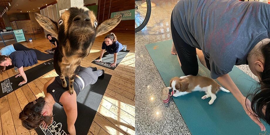    Фото: instagram.com (принадлежит Meta, признана экстремистской и запрещена на территории РФ)/aspengrovectr; parisalimtrakul