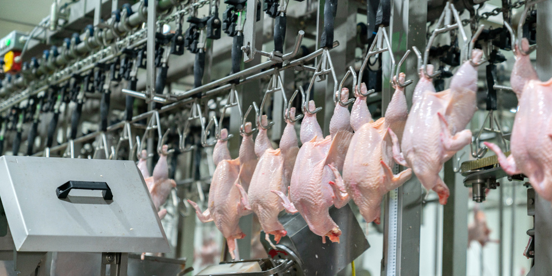 Ростовская область наращивает производство птицы: +5,4% за год