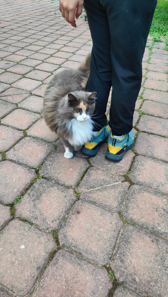 Котика вчера встретили на улице)