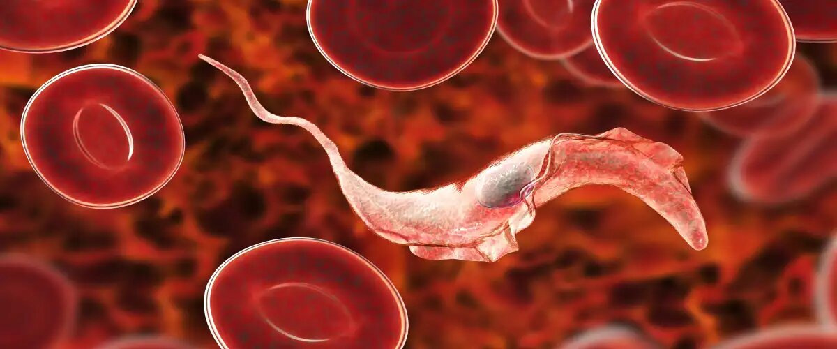 Какие паразиты живут у вас под ногами и как от них спастись