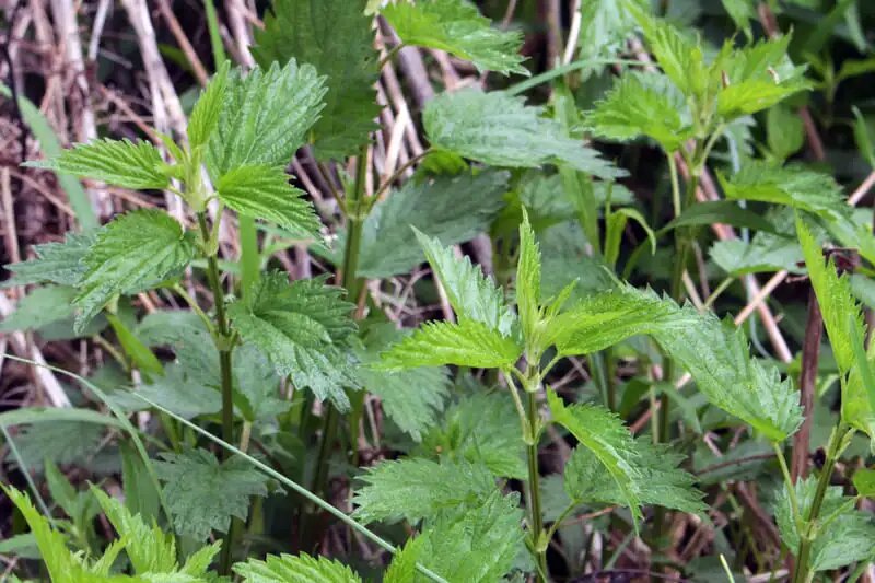 Нежные сочные верхушки 10–15 см — идеальное сырьё для ферментации без горечи