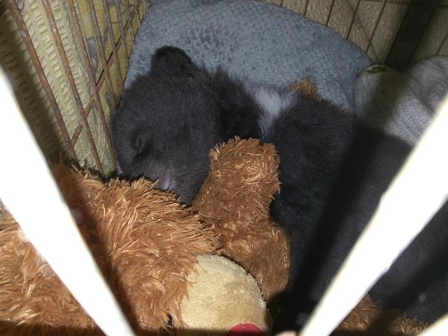 Подброшенный в центр помощи медвежонок из Карелии скучает без мамы