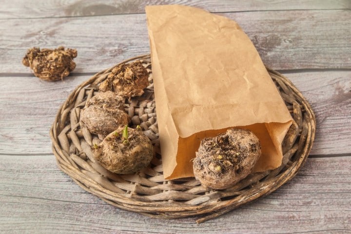 ПРОРАЩИВАНИЕ КАЛЛЫ ПЕРЕД ПОСАДКОЙ