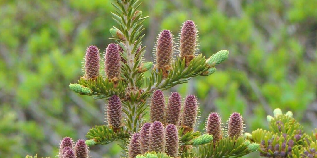 Деревья опустили ветви, сообщая о нехватке влаги