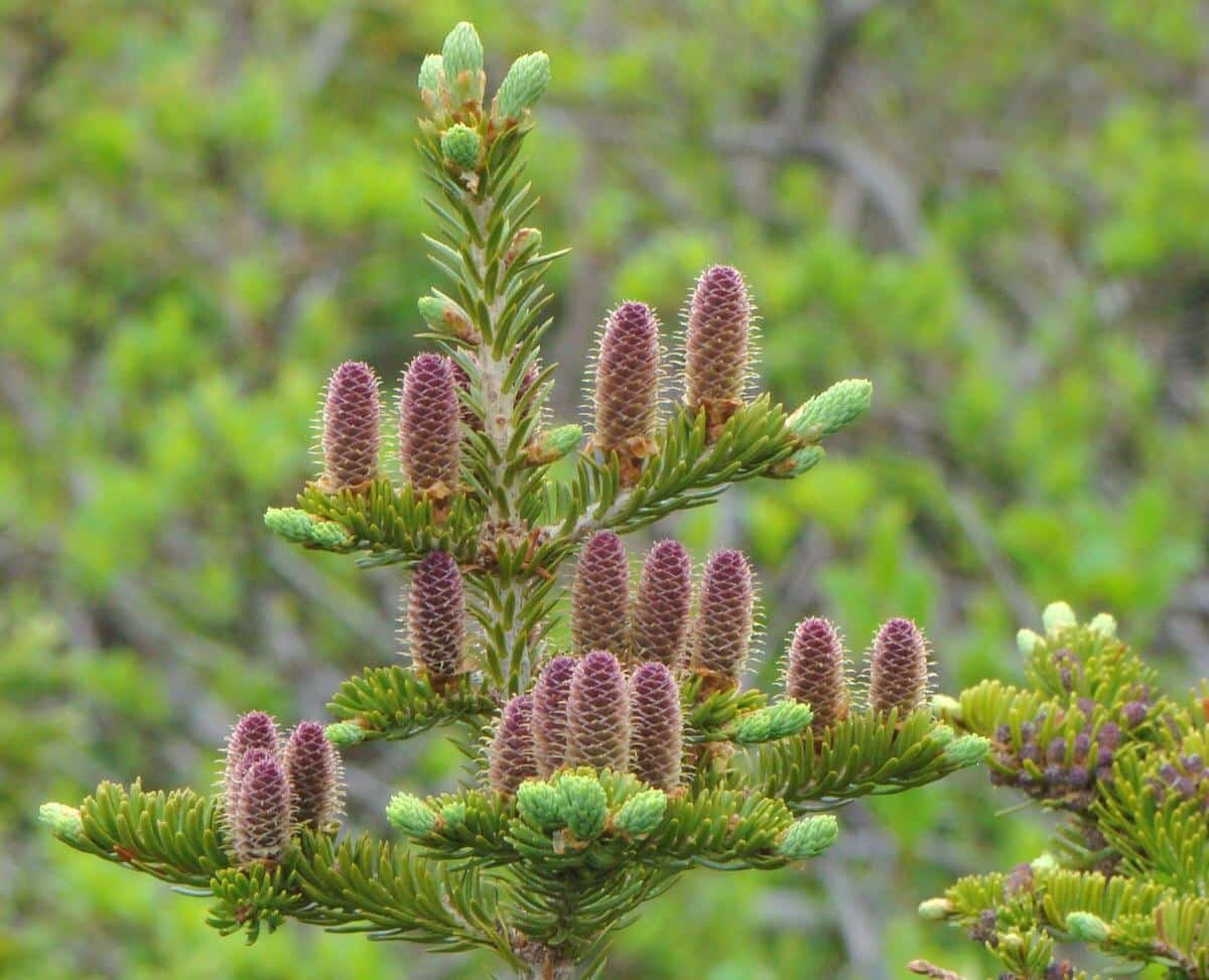    Пихта бальзамическая Abies balsamea / © mgshepard / iNaturalist