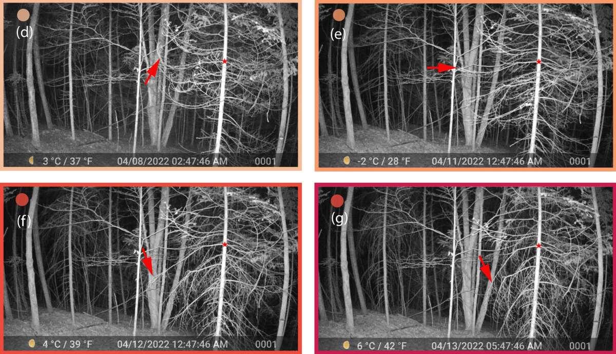    Покадровые изображения, полученные с помощью фотоловушки. Красными стрелками обозначены ветви, которые опускаются вниз в течение нескольких дней без осадков. / © Magali F. Nehemy et al., Hydrological Processes, 2026