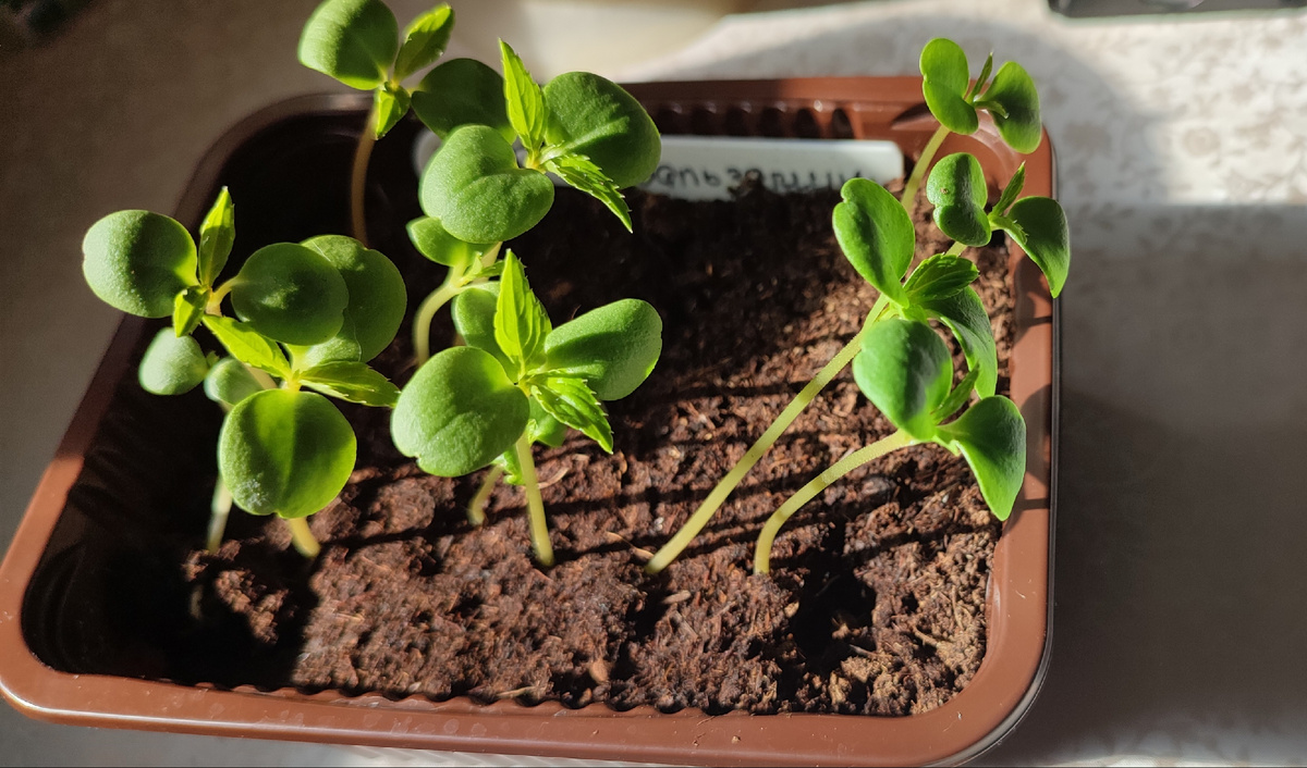 Они немного подвытянулись, но в целом выглядят не плохо. 