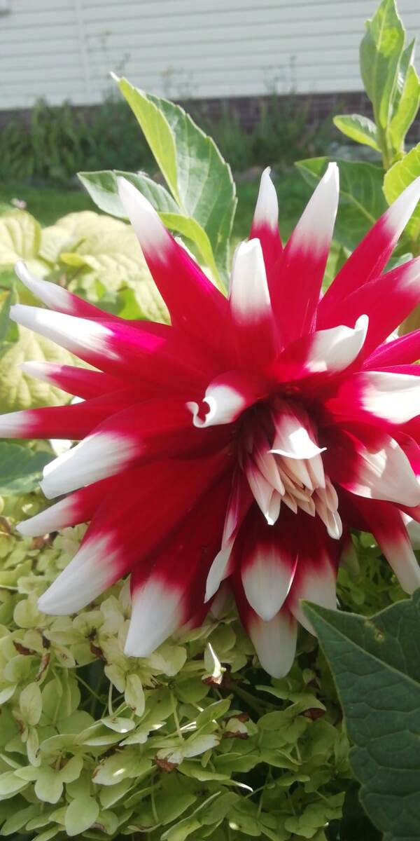 Краски лета