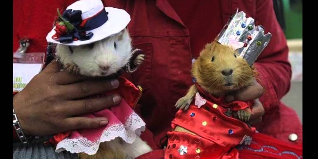 Насколько умны морские свинки? Вы удивитесь, на что они способны!