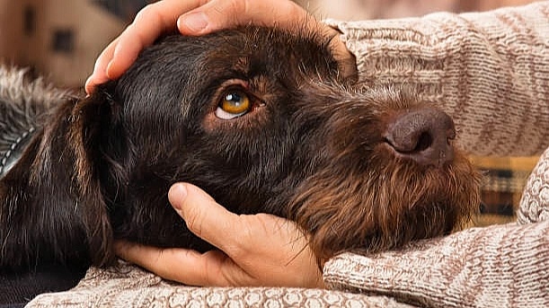 "Погладь меня": что собаки чувствуют при ласке и почему тянутся к ней.