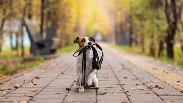 Не заводите собаку - если вам лень или вы не можете гулять с собакой 2 раза в день