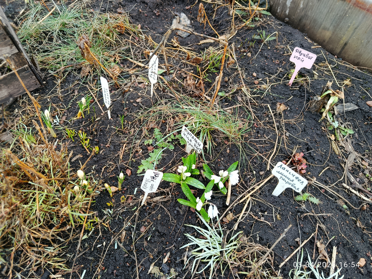Снег только сошел, грязь была, подойти не могла, поэтому такой бардак тут