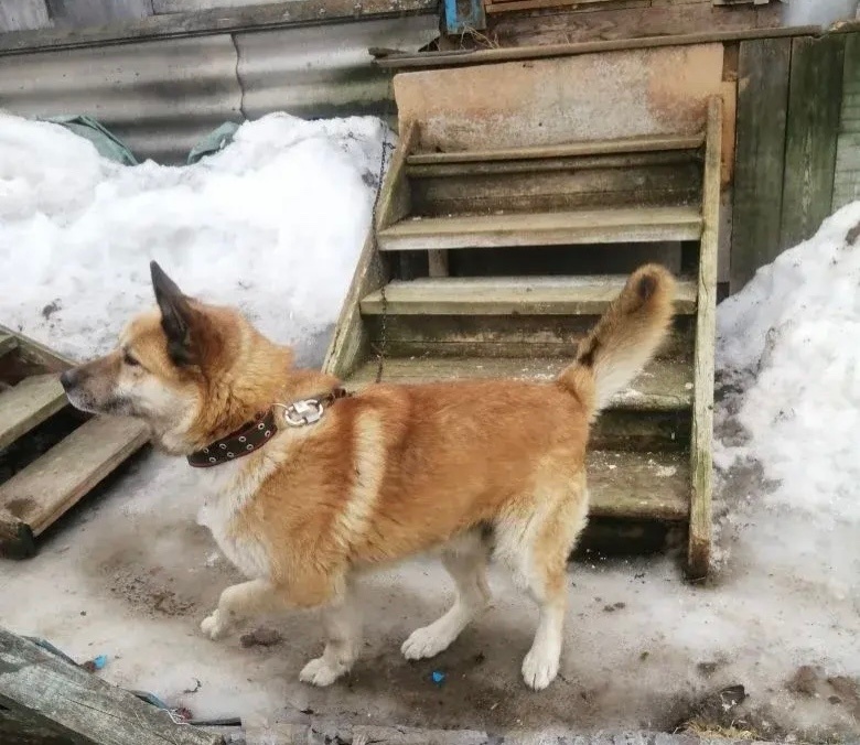    Няганцы из бывших авариек перед переездом нашли добрые руки для пса из будки