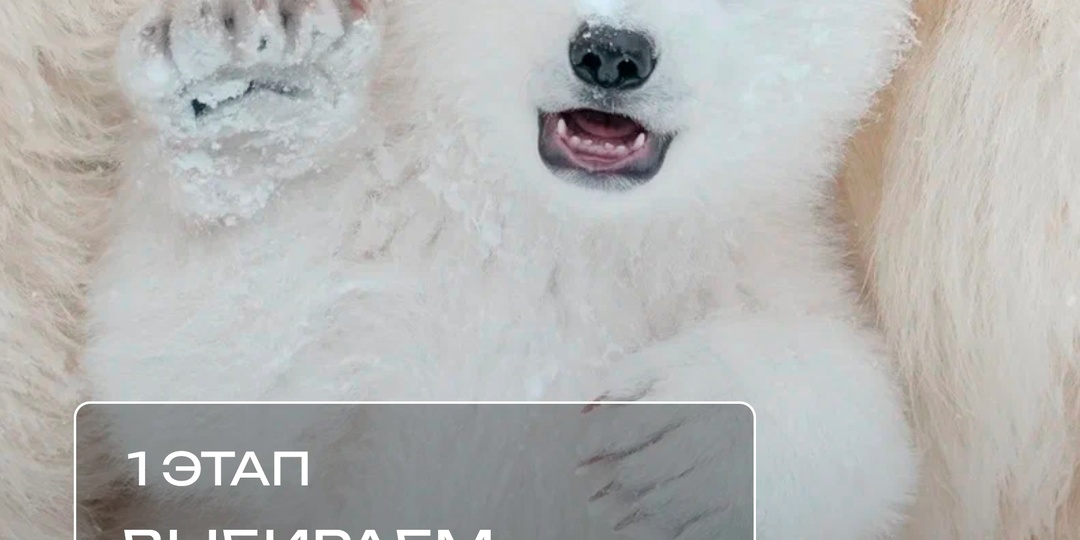 Новосибирский зоопарк имени Р.А. Шило объявляет конкурс на лучшее имя для детеныша Кая и Герды!