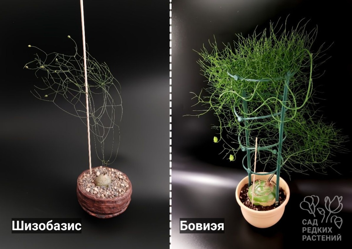 Южноафриканцы шизобазис и бовиэя 