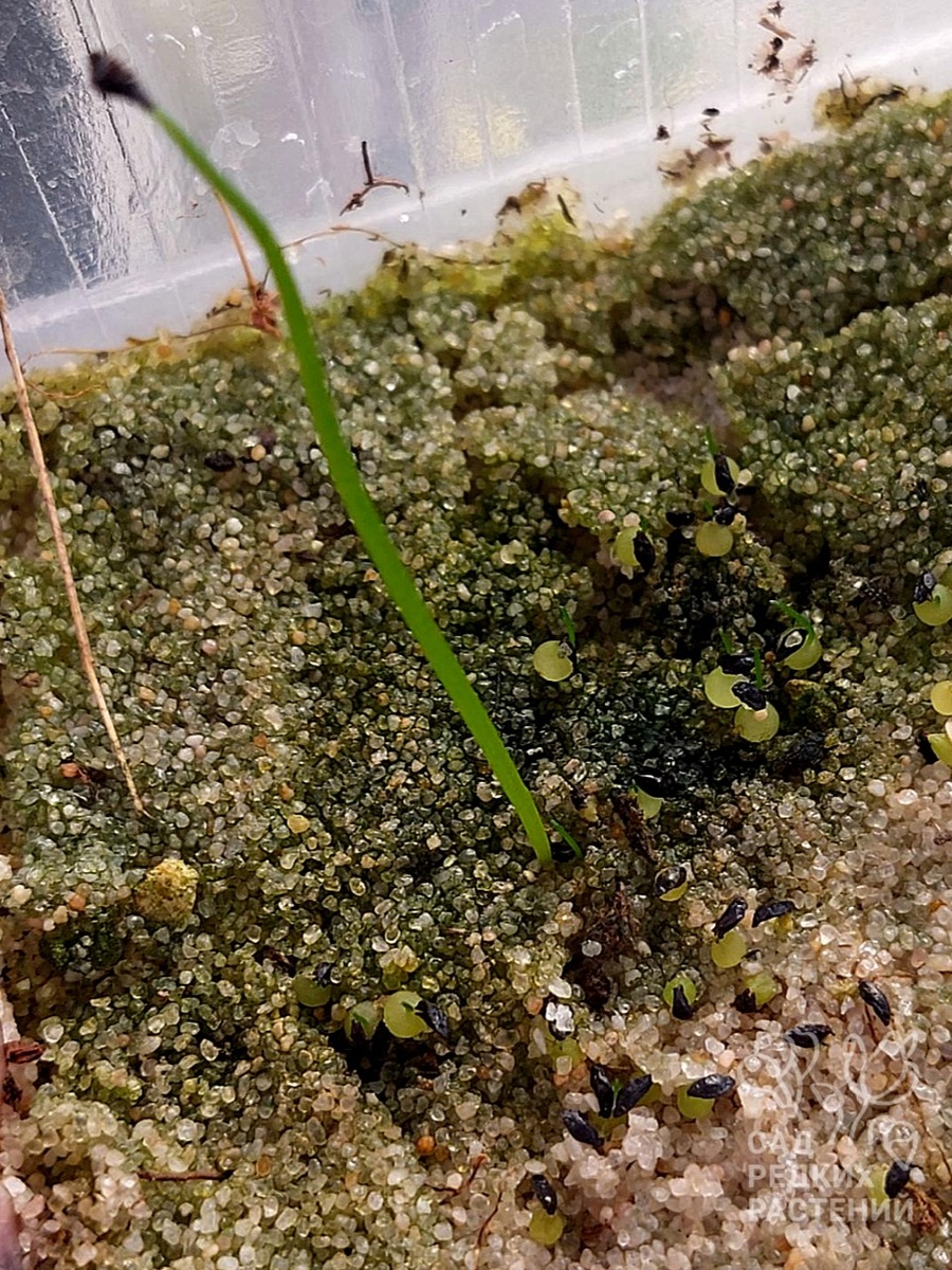 Бовиэя. Всходы