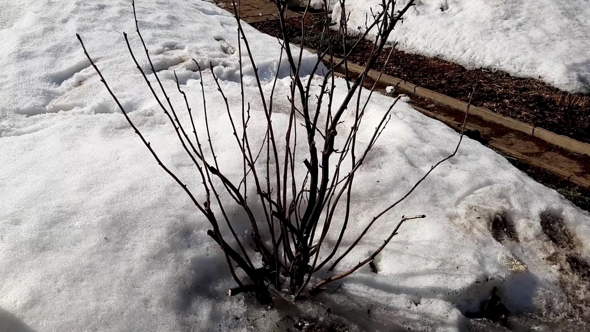 Куст смородины в начале апреля.